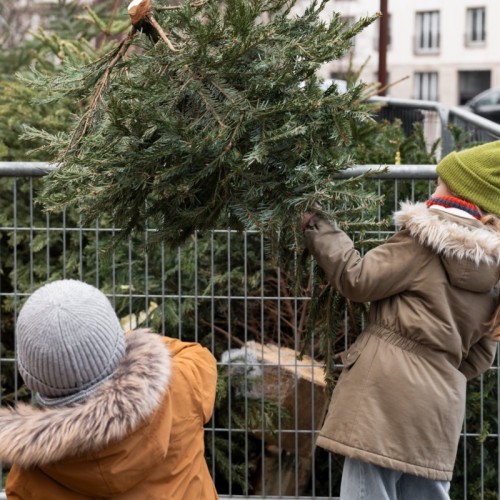 Donner une seconde vie à son sapin de Noël après les fêtes à Paris