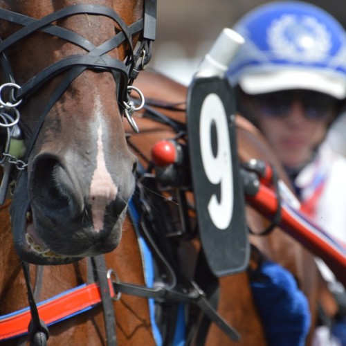 Le prix d'Amérique s'invite à Cagnes-sur-Mer 