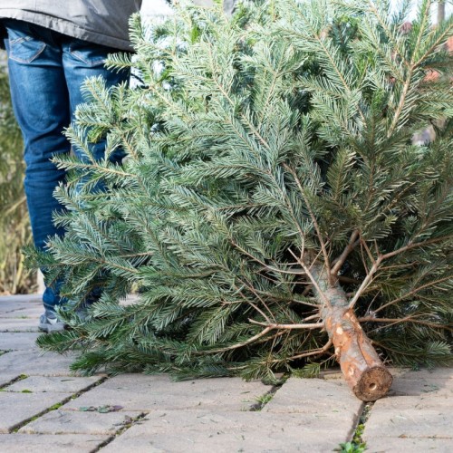 Des sapins dans la rue ! 