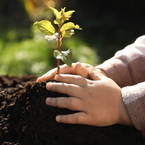 Les écoliers de Hyères plantent des arbres