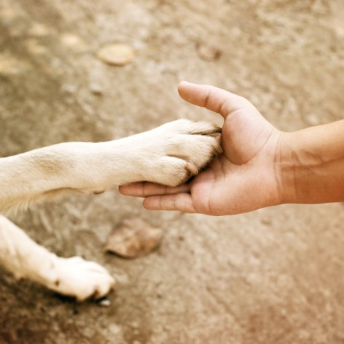 Le Secours catholique accueille Uppy, son chien médiateur 