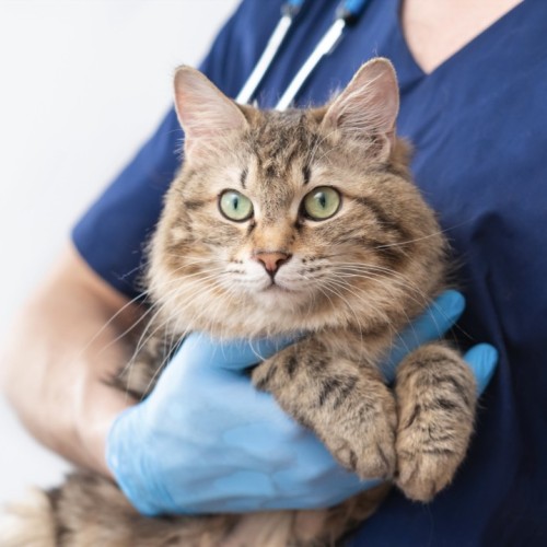 Innovation française : des croquettes médicament pour soigner l'insuffisance rénale chez le chat