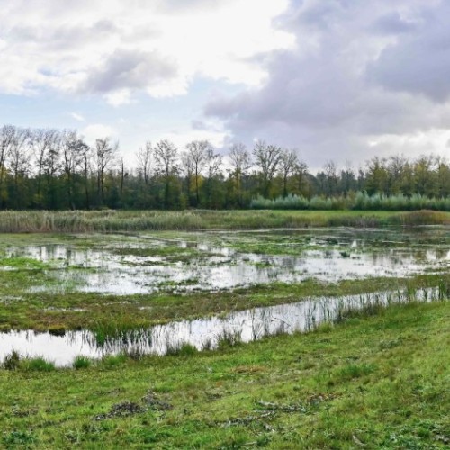 Rennes : un inventaire des zones humides pour mieux les protéger