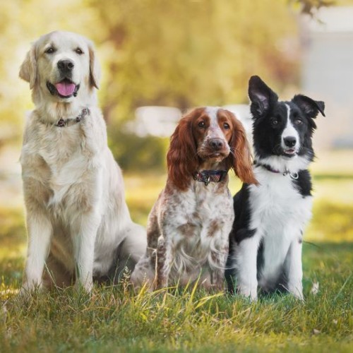 L'association Molosse et Minus vous apprend à parler chien à Nantes