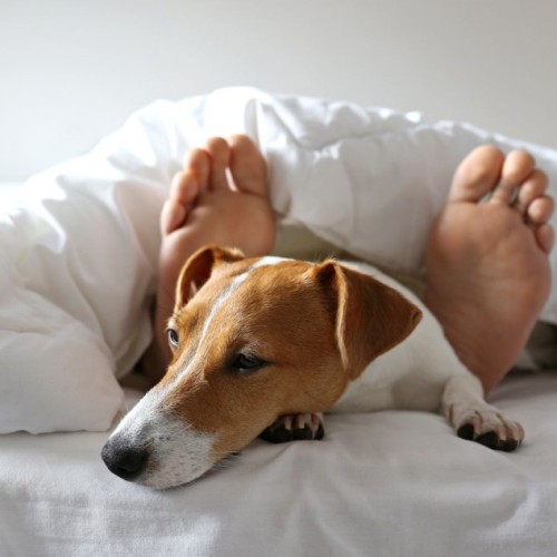 Dormir avec son animal : ce qu'il faut savoir