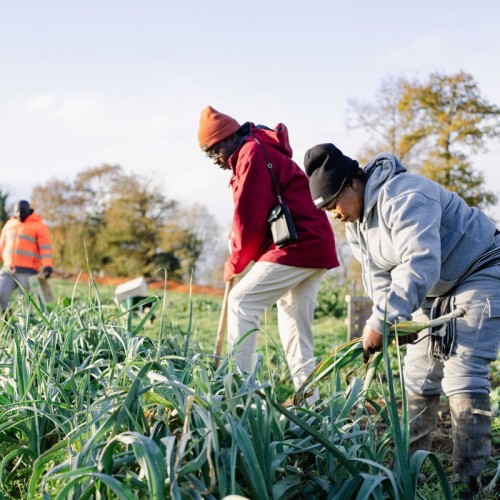 Près de Rennes, des sans-papiers cultivent des légumes bio pour les plus précaires