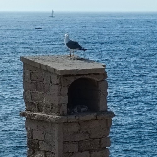 Les oiseaux marseillais entrent au musée ‍⬛