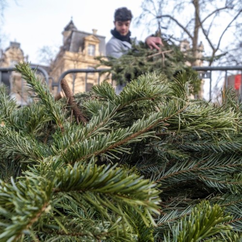 Où jeter son sapin à Lyon et aux alentours ?