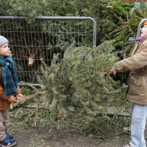 Donnez une seconde vie à vos sapins dans la métropole nantaise