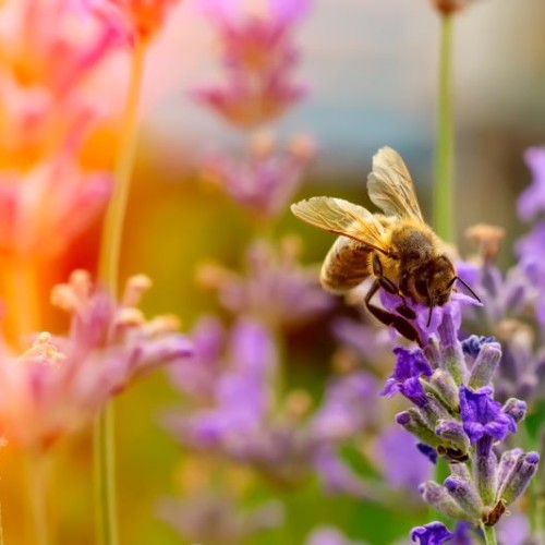 Des visites guidées à la Maison de l'apiculture à Nantes