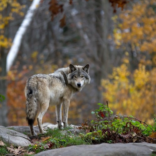 L’entretien : « Il faut s’attendre à voir de plus en plus de loups près de Lyon »