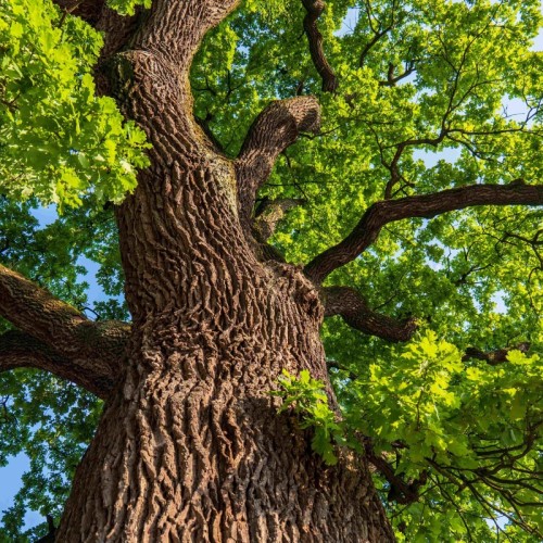 Des arbres à protéger sur la métropole de Rouen