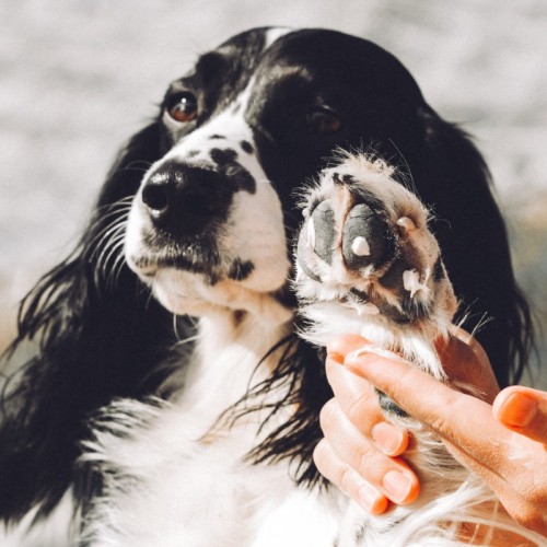 Prendre soin des coussinets de votre chien en hiver