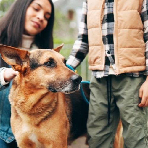 Un an après son ouverture, quelles missions pour la Maison de l'animal en ville à Paris ?