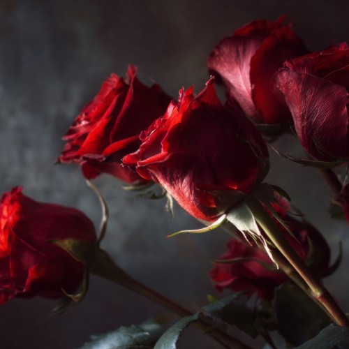 Qu'est-ce que la Dark Romance ?