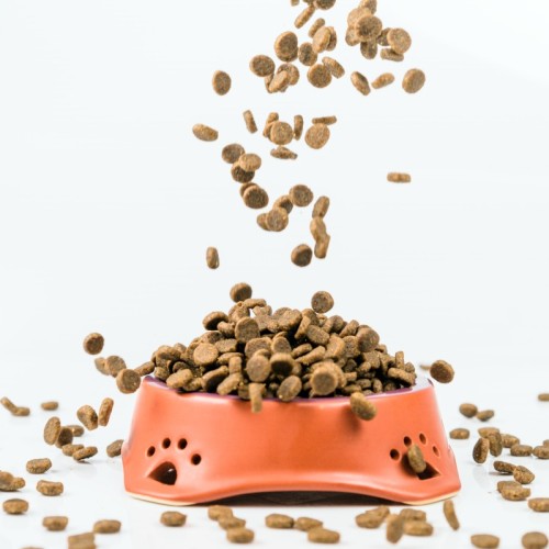 L’alimentation sans céréales en question