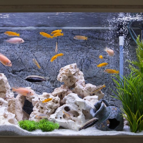 Aquarium : comment bien s'occuper de ses poissons