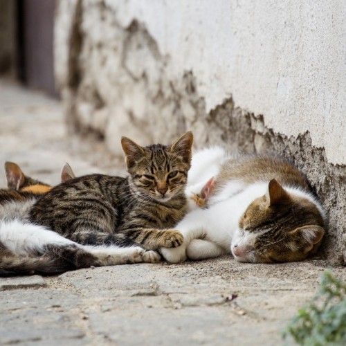 Chats errants : la stérilisation pour les protéger