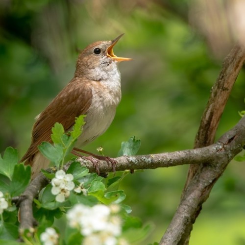 Environnement : les oiseaux, une source d'inspiration pour mieux-vivre