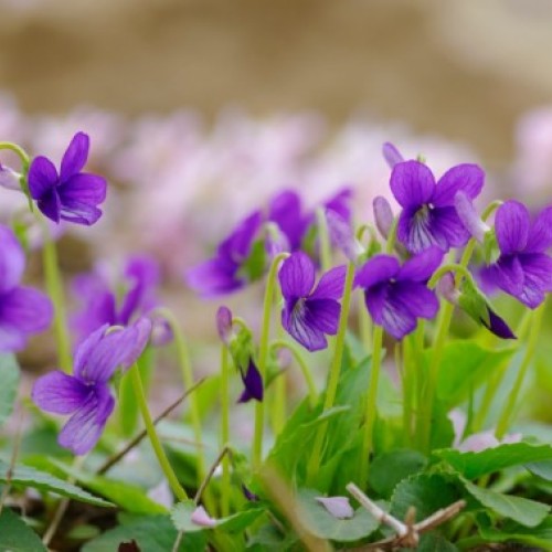 Inscrivez-vous aux ateliers pour la fête de la violette à La Valette-du-Var 