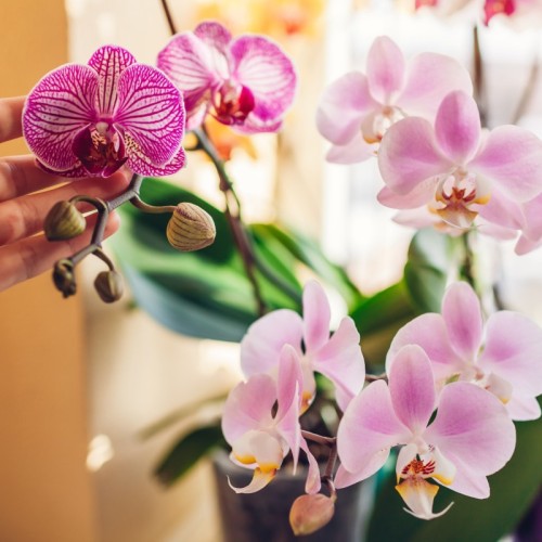 Un salon de l'orchidée et des jardins d'hiver 