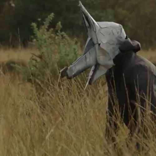 Rennes : projection d'un documentaire consacré au retour du loup en Bretagne
