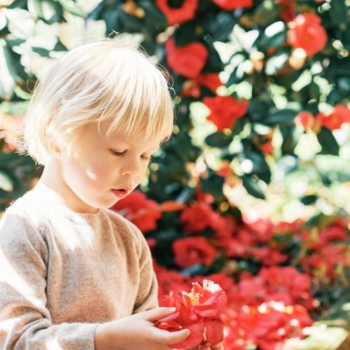 Un jeu de piste sur les camélias au Jardin des Plantes à Nantes