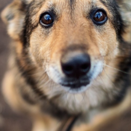 Animaux maltraités : un premier refuge d'accueil d'urgence en France