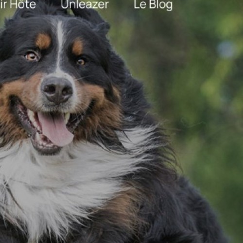 Unleaz : louer un terrain pour lâcher son chien