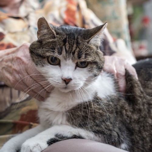 Animaux de compagnie en Ehpad : où en est-on ? 