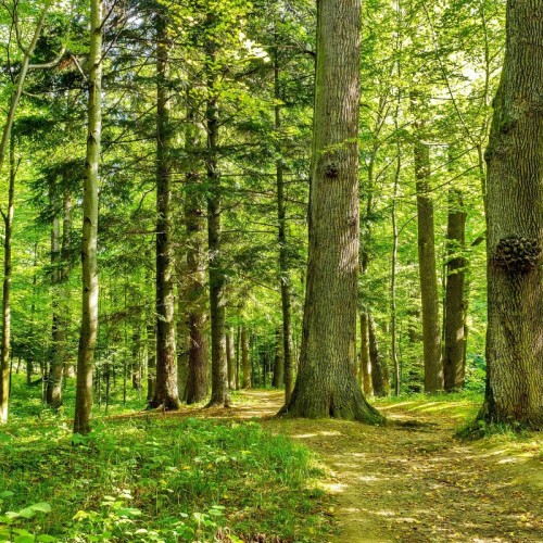 Des citoyens au secours des forêts 