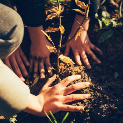 Les écoliers plantent des arbres dans une ferme aubagnaise 