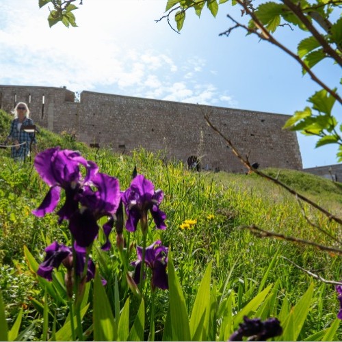 La face cachée des jardins de la Citadelle de Marseille