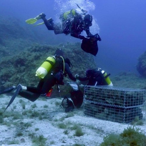 Sous la mer, un projet redonne vie à la Méditerranée 