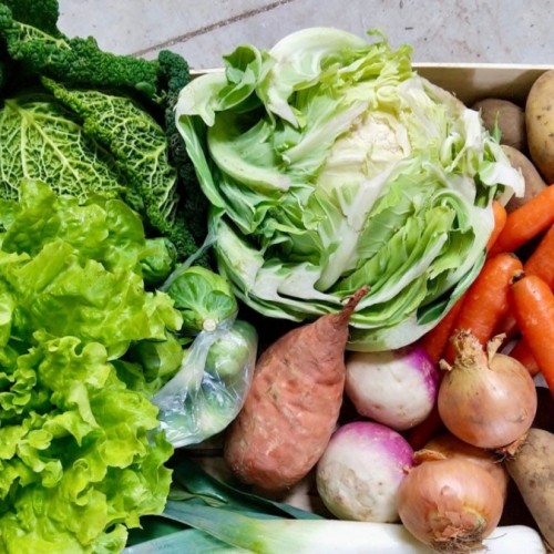 Les Paniers Lillois livrent à domicile des fruits et légumes cultivés sur place