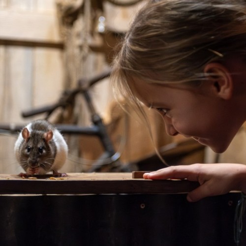 Croix : Le Monde de Noé propose de se familiariser avec des petits animaux