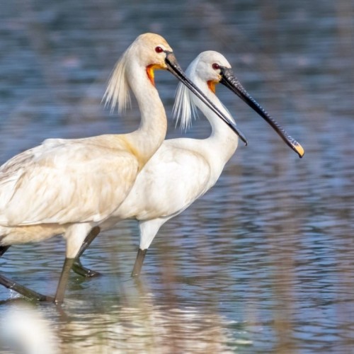 La métropole nantaise sensibilise à la préservation des zones humides