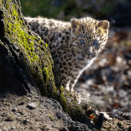 Le Parc Animalier d’Auvergne rouvre ses portes avec un carnaval