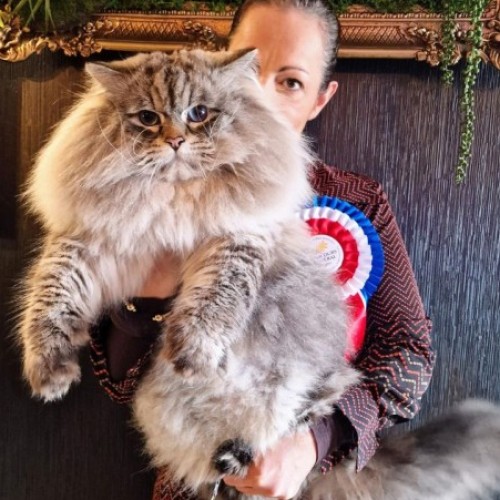 Le Sibérien Musrafy Gigolo élu meilleur chat de race de France