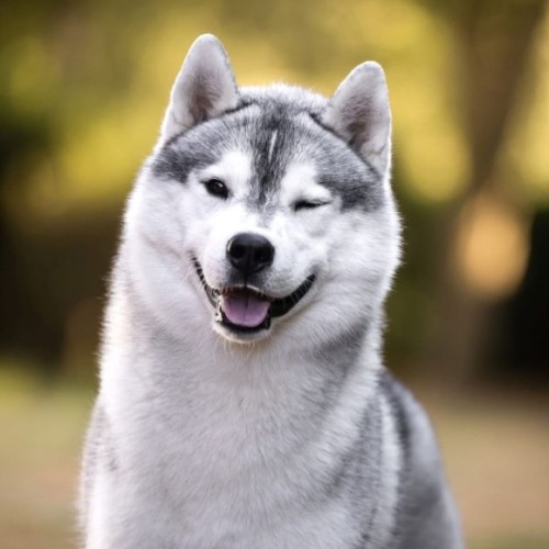 Concours général agricole 2026 : le meilleur chien de race est un husky de Sibérie