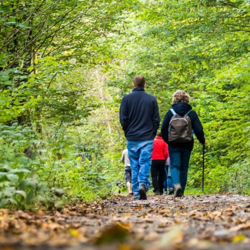 Dans les secrets des forêts 