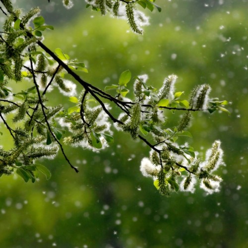 Allergies : Villeurbanne installe le premier pollinarium sentinelle de la métropole de Lyon
