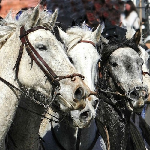 Temporada 2026 à Mauguio : Au cœur des traditions camarguaises