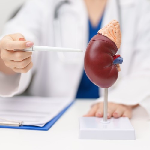 Bordeaux : des dépistages gratuits contre les maladies rénales