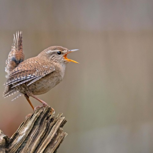 Des conseils pour découvrir et préserver les oiseaux normands à Rouen