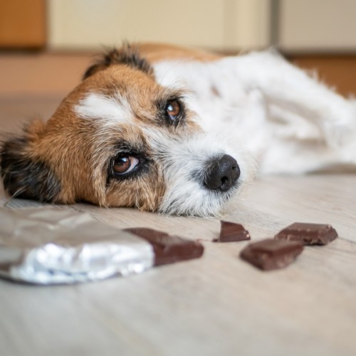 Chocolats de Pâques : un danger pour nos animaux