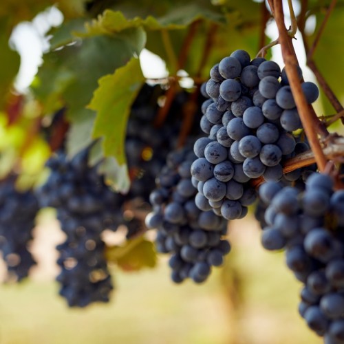 Les professionnels du vin préparent leur carte 