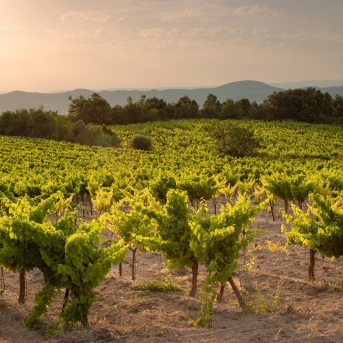 Participez à un festival artistique dans les vignobles 