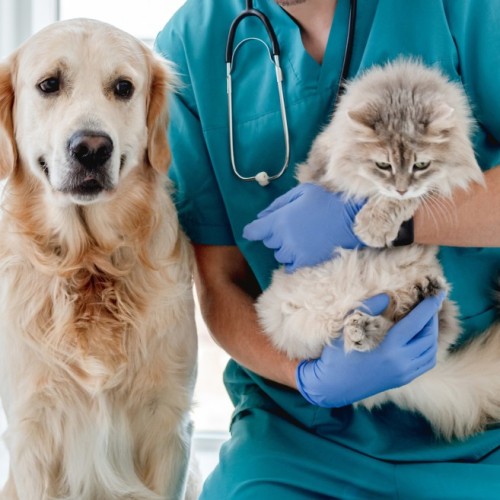 Vétérinaires pour tous lance un challenge solidaire pour soigner les animaux des plus démunis