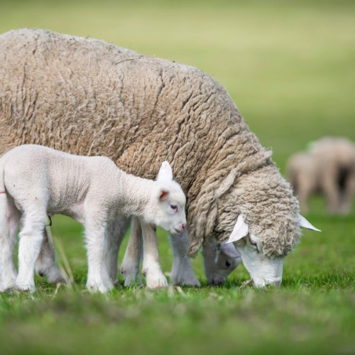 De l'écopâturage dans la métropole bordelaise